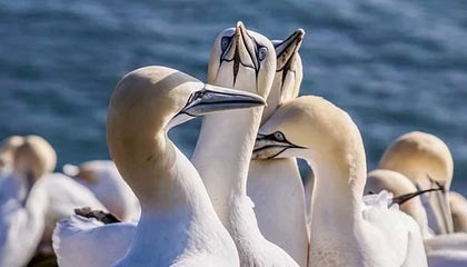 九游手机游戏-特别场地：异域赛道的新奇体验，异域特色是什么意思